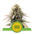 Royal Runtz Auto - ROYAL QUEEN SEEDS