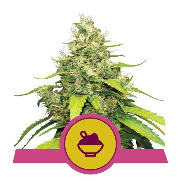 Blue Gelato - ROYAL QUEEN SEEDS | TanieSianie.pl