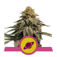 Royal Skywalker - ROYAL QUEEN SEEDS | TanieSianie.pl