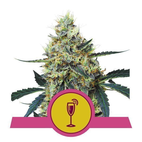 Mimosa - ROYAL QUEEN SEEDS | TanieSianie.pl
