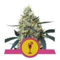 Mimosa - ROYAL QUEEN SEEDS