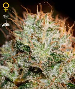Kaia Kush - GREEN HOUSE SEEDS | TanieSianie.pl