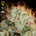 Kaia Kush - GREEN HOUSE SEEDS