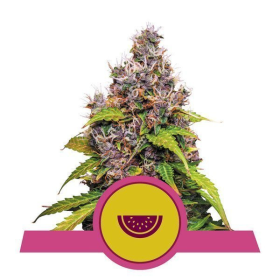 Watermelon - ROYAL QUEEN SEEDS | TanieSianie.pl