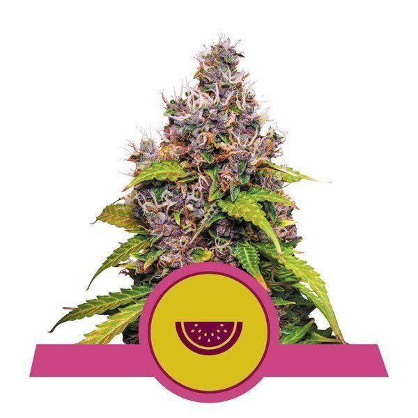 Watermelon - ROYAL QUEEN SEEDS | TanieSianie.pl