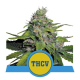 Royal THCV - ROYAL QUEEN SEEDS | TanieSianie.pl