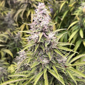 Godzilla Cookies Auto | TanieSianie.pl
