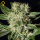 Ladyburn 1974 - GREEN HOUSE SEEDS | TanieSianie.pl