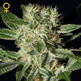 Ladyburn 1974 - GREEN HOUSE SEEDS | TanieSianie.pl