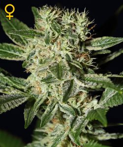 Ladyburn 1974 - GREEN HOUSE SEEDS | TanieSianie.pl