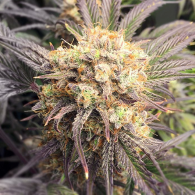 Tangerine Cookies | TanieSianie.pl
