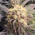 Tangerine Cookies