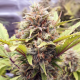 Cherry Pie Auto | TanieSianie.pl