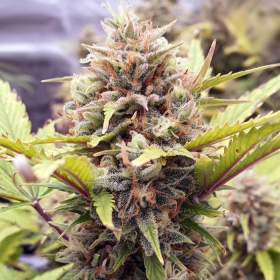 Cherry Pie Auto | TanieSianie.pl