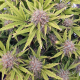 Cherry Pie Auto | TanieSianie.pl