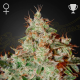 Lemon Skunk - GREEN HOUSE SEEDS | TanieSianie.pl