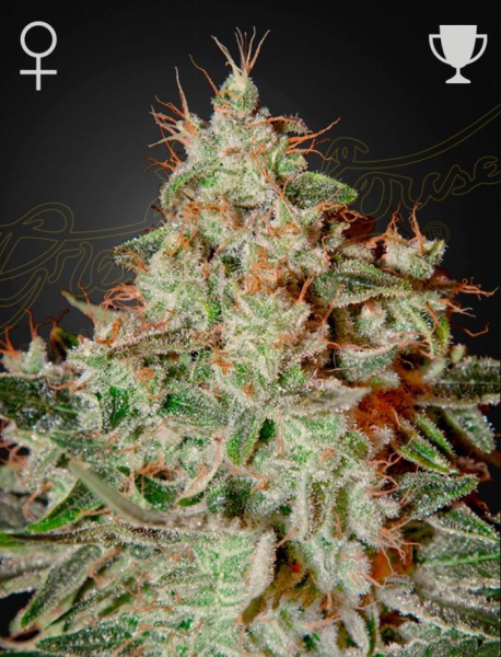 Lemon Skunk - GREEN HOUSE SEEDS | TanieSianie.pl