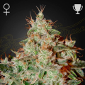 Lemon Skunk - GREEN HOUSE SEEDS