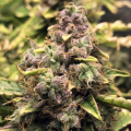 Do-Si-Dos Auto
