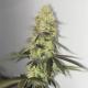 Forbidden Glue Auto | TanieSianie.pl