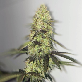 Forbidden Glue Auto | TanieSianie.pl