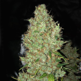 Orange Sherbet Auto | TanieSianie.pl