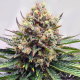 Watermelon Zkittlez | TanieSianie.pl