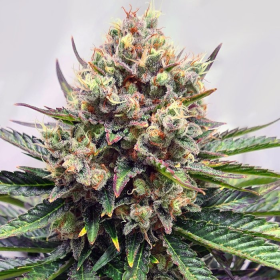 Watermelon Zkittlez | TanieSianie.pl