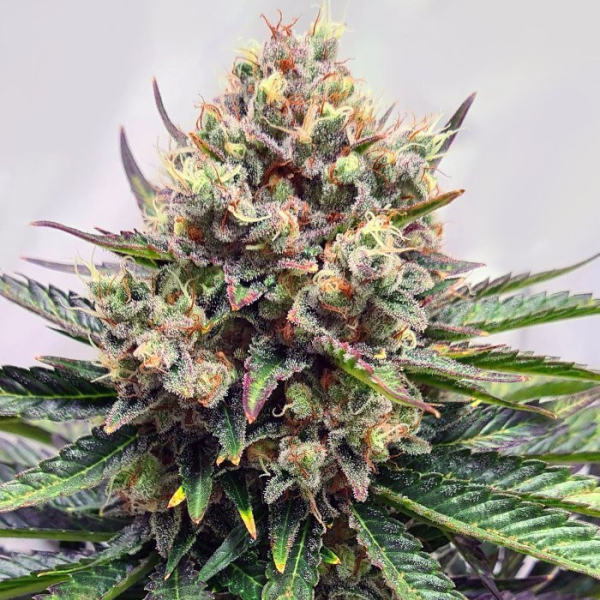 Watermelon Zkittlez | TanieSianie.pl