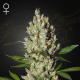 Moby Dick - GREEN HOUSE SEEDS | TanieSianie.pl