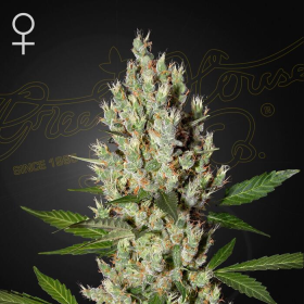 Moby Dick - GREEN HOUSE SEEDS | TanieSianie.pl