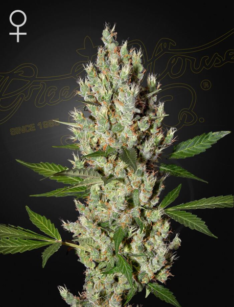 Moby Dick - GREEN HOUSE SEEDS | TanieSianie.pl