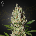 Moby Dick - GREEN HOUSE SEEDS