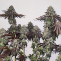 Banana Zkittlez