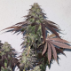 Banana Zkittlez | TanieSianie.pl