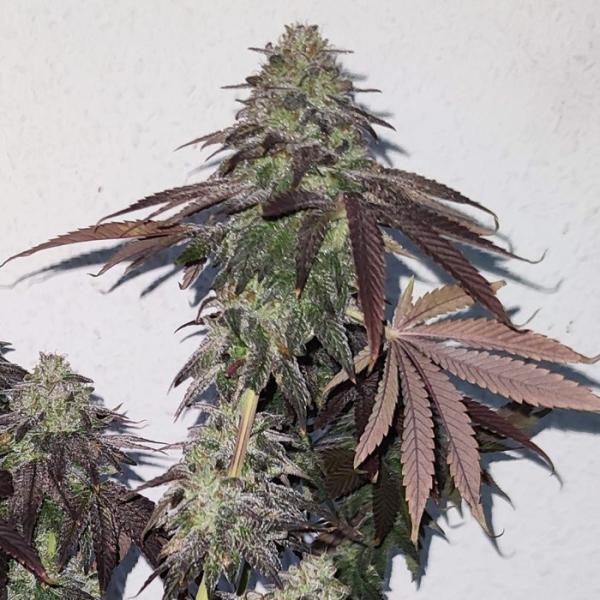 Banana Zkittlez | TanieSianie.pl