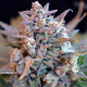 Gorilla Zkittlez Auto | TanieSianie.pl