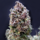 Purple Punch Auto | TanieSianie.pl