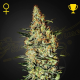 Neville's Haze - GREEN HOUSE SEEDS | TanieSianie.pl