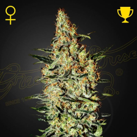 Neville's Haze - GREEN HOUSE SEEDS | TanieSianie.pl