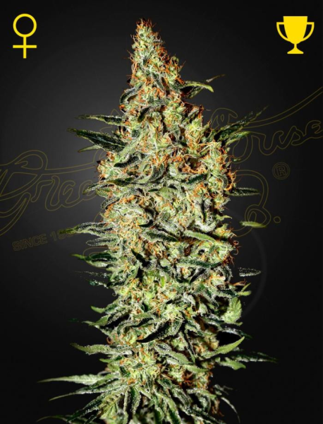Neville's Haze - GREEN HOUSE SEEDS | TanieSianie.pl