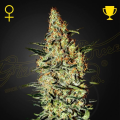 Neville's Haze - GREEN HOUSE SEEDS