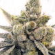 Gorilla Glue #4 Fast Version | TanieSianie.pl