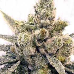 Gorilla Glue #4 Fast Version | TanieSianie.pl
