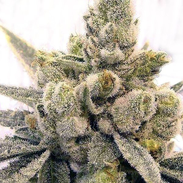 Gorilla Glue #4 Fast Version | TanieSianie.pl