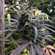 Blue Dream Fast Version | TanieSianie.pl