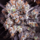 Purple Punch Fast Version | TanieSianie.pl