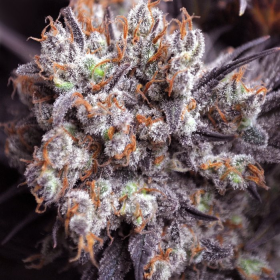 Purple Punch Fast Version | TanieSianie.pl