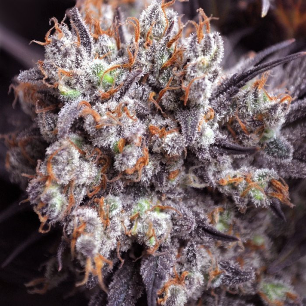 Purple Punch Fast Version | TanieSianie.pl