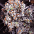 Purple Punch Fast Version